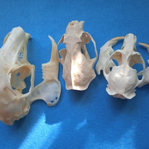 3 Craft skull of European mammals, a gray hare skull, a mink skull, a muskrat skull for creative
