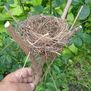 Real Bird&#39;s Nest: Natural Rustic Easter Decor, Ornithology Collection