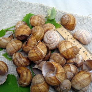 May include: A collection of brown snail shells with a ruler in the background. The ruler is marked with numbers 1 through 13.