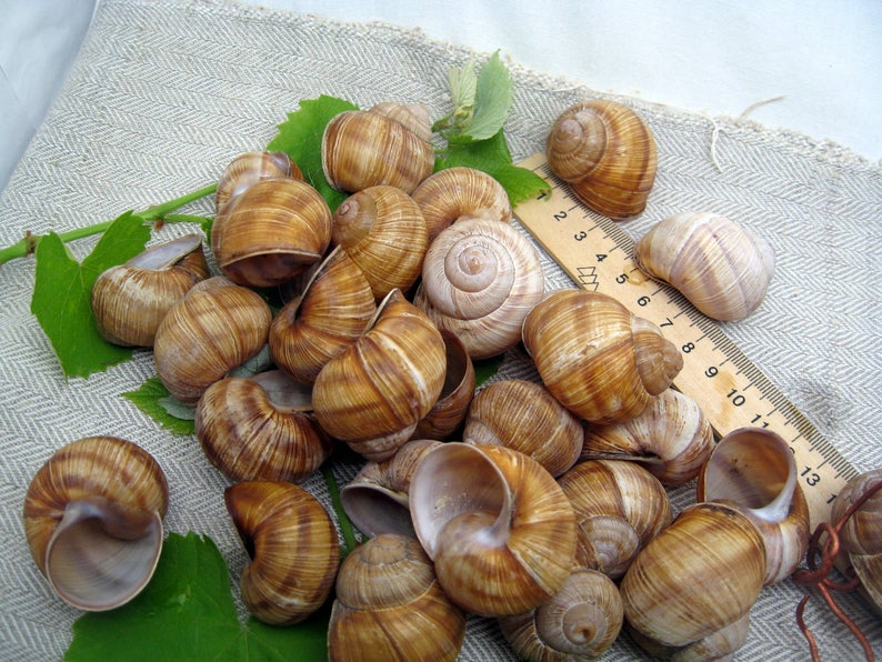 May include: A collection of brown snail shells with a ruler in the background. The ruler is marked with numbers 1 through 13.