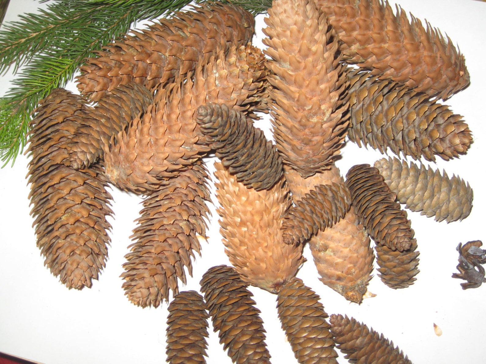 Fir cones spruce grand cone pine wreath fircones real Etsy