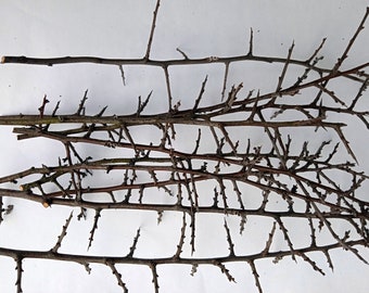 branches with thorns , thorn branches _Set of 6