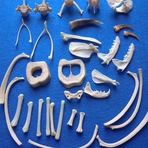 An exclusive set of bones for jewelry, select bones and slices, badger claws, fox bones and baculum, predator jaws_Set of 32