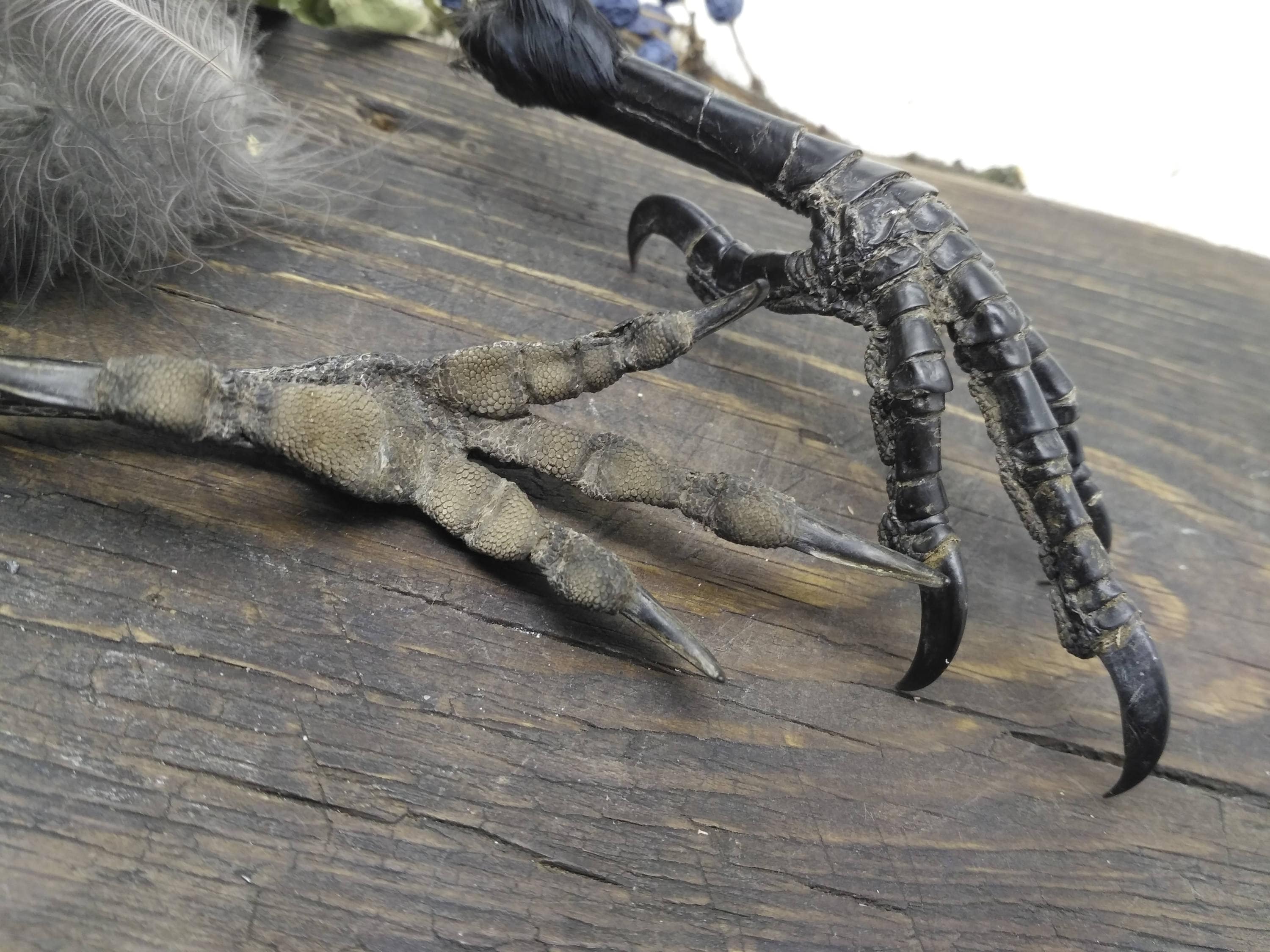 Raven claw ravenclaw foot real taxidermy crow bird feet fetish Etsy