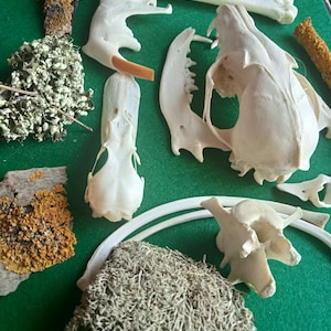 May include: A collection of animal bones, including a skull, jawbones, and vertebrae, displayed with pieces of bark and dried vegetation. The bones are a creamy white, set against a green backdrop. The composition evokes a natural history or educational context.