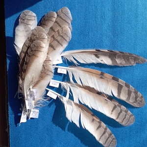 Könnte beinhalten: Eine Sammlung von Vogelfedern in Braun-, Grau- und Weißtönen, angeordnet auf einem blauen Hintergrund. Einige Federn sind mit kleinen weißen Etiketten versehen. Die Federn zeigen detaillierte Muster und Texturen.