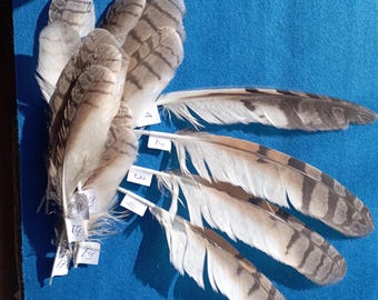 Long-eared Owl Feather, Ethically Sourced Molt Collectible, Smuging fan