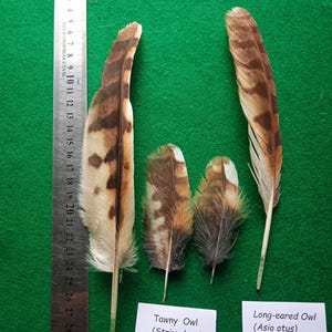Natural molting,Ethically source feathers, owl feathers, dream catchers,beautiful feathers, set of 4
