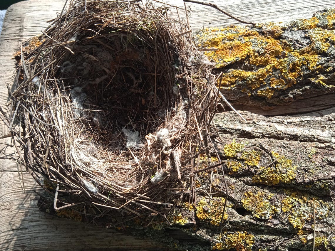 Real Lesser Grey Shrike Nest: Natural Rustic Decor, Terrarium Supply - Etsy