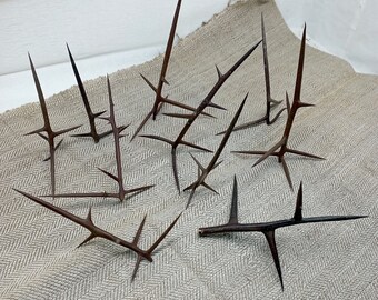 Thorn acacia  honey locust twigs thorny locust sticks dried branches protection spell locust tree pagan branches for craft