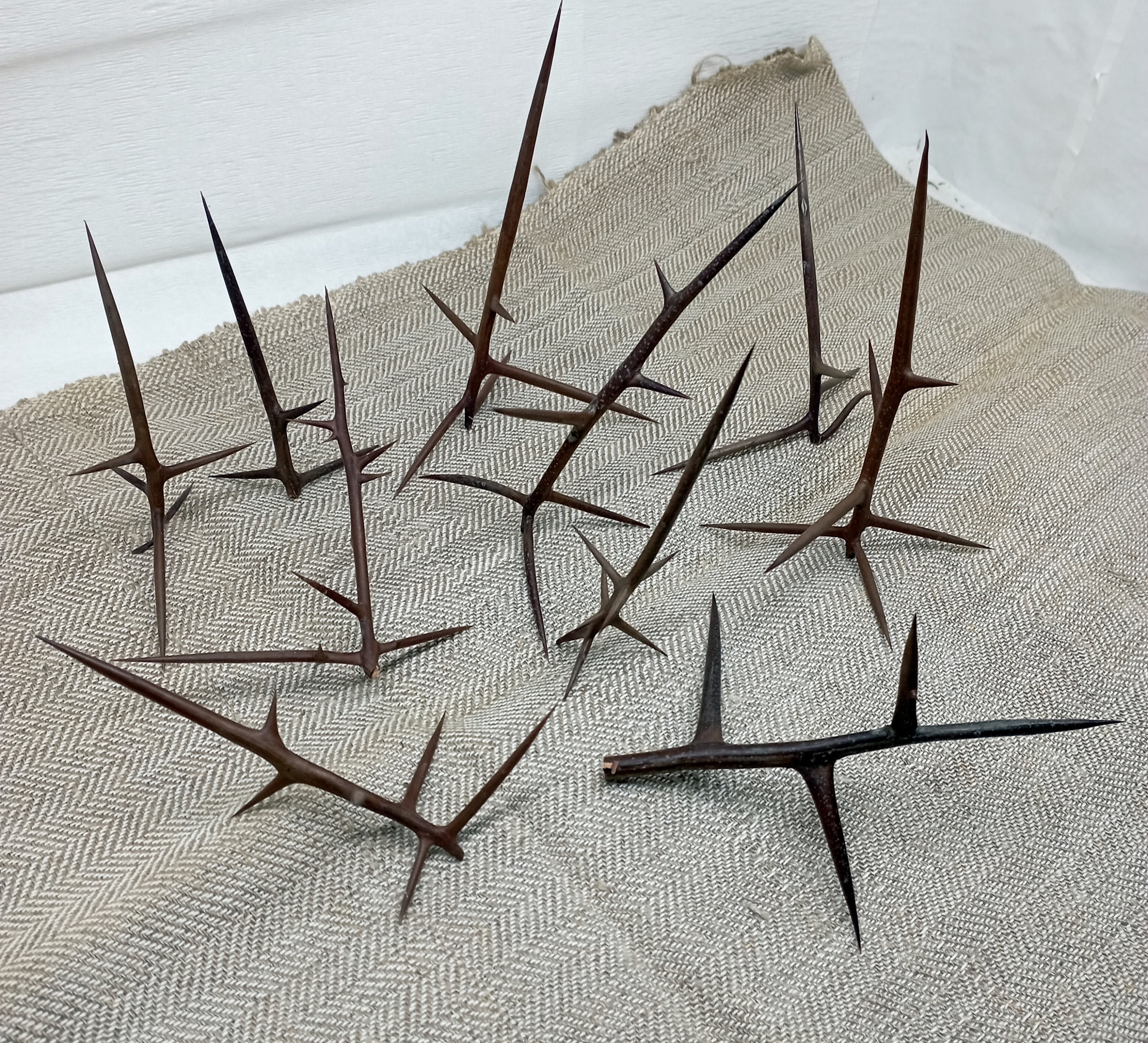 Thorn Acacia Honey Locust Twigs Thorny Locust Sticks Dried - Etsy Finland