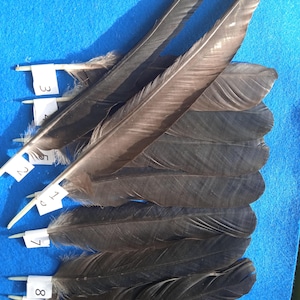 Pióra kruka europejskiego z etycznych źródeł: naturalne linienie, metaliczny połysk (Corvus Corax)