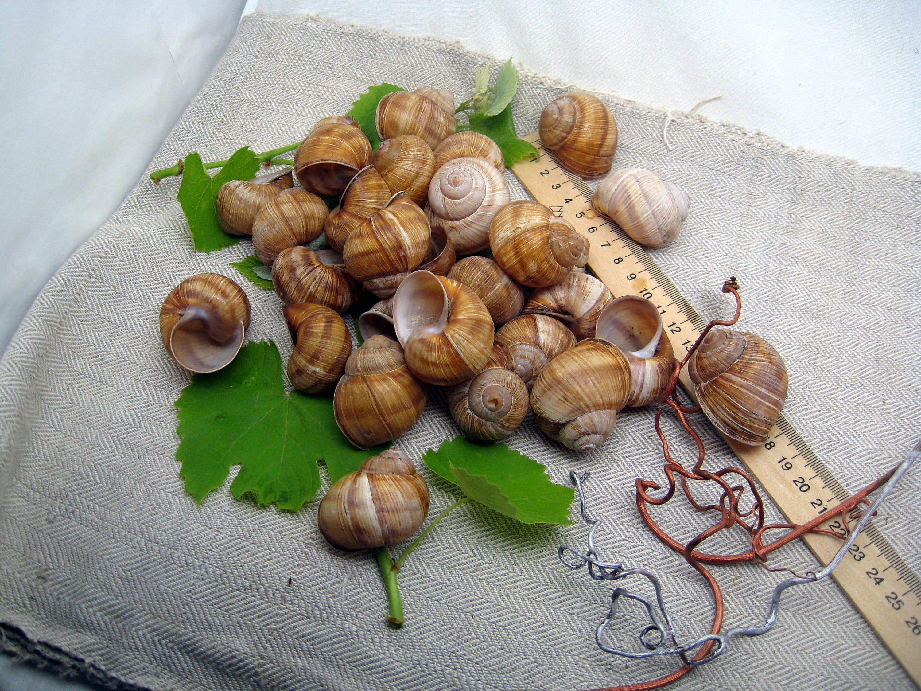 Coquilles d'escargots terrestres africains à vendre en ligne | Marché africain