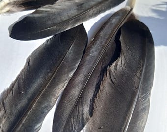 European Raven Feathers:Handmade Smudge Fan, Natural Molting, Set of 7 (4-6 inch Length)