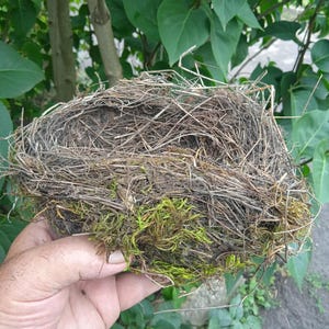 Real large nest of a Blackbird, Easter decor nest,