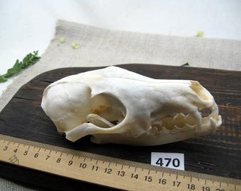 Weird Animal Skulls - Etsy Israel Weird Animal Skulls - Etsy Israel