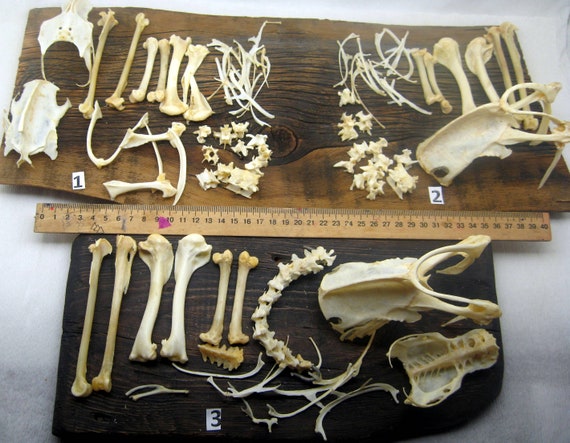 Real raven bones ribsvertebraekeel bonesvishbone divination | Etsy