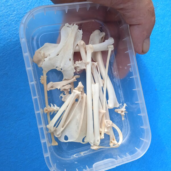 Fragment of the skeleton of European goshawk