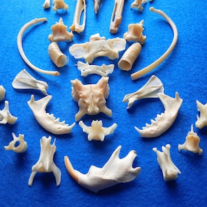 Set of perfect bones for jewelry making, select bones for jewelry,raven, mink, fox bones, unfinished bone earrings _ Set of 33