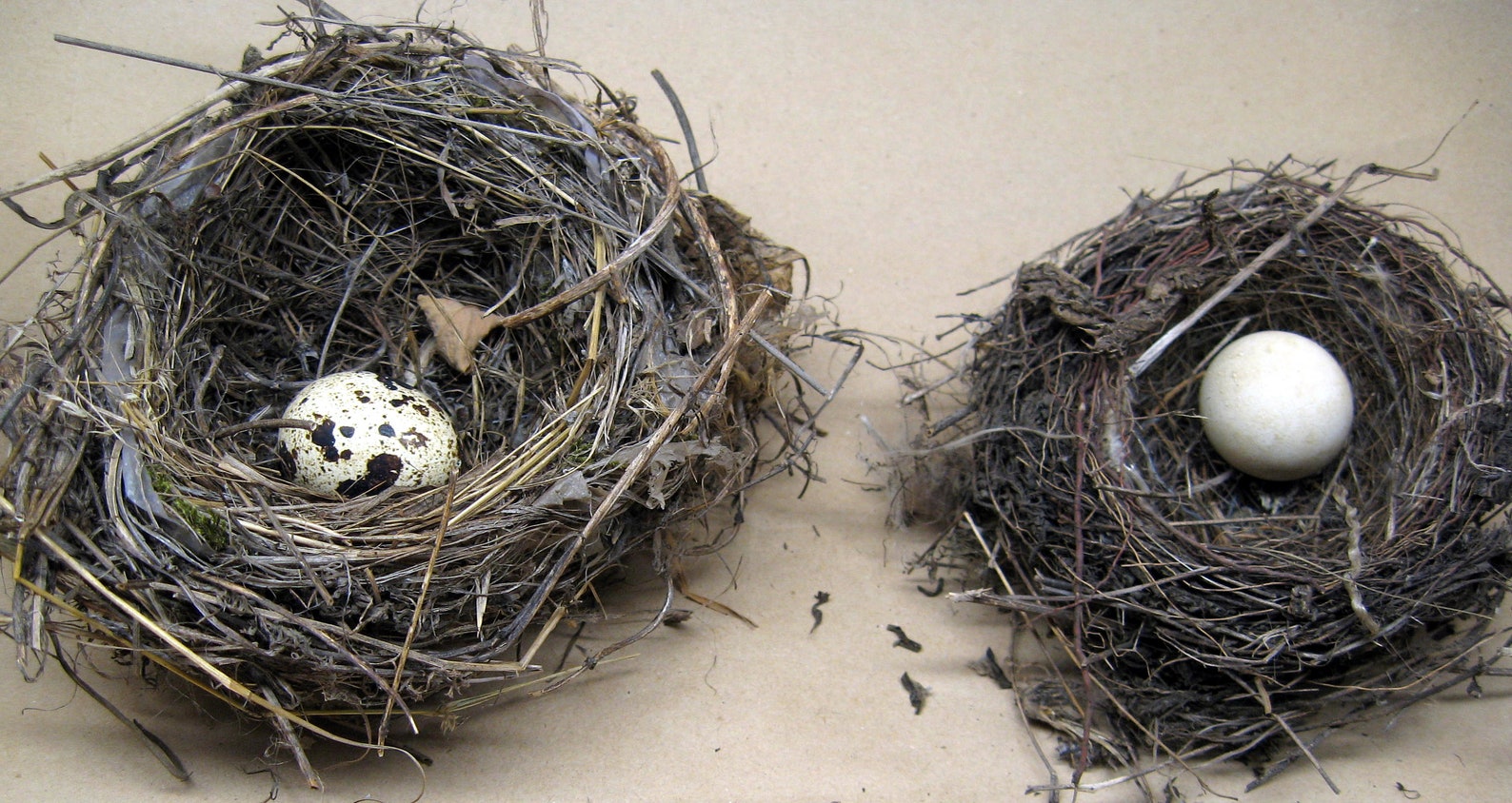 SET of TWO Real Nests of Small Songbirds Natural Décor Craft Etsy