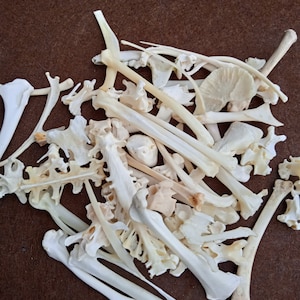 May include: A pile of small, off-white animal bones, including vertebrae, ribs, and leg bones, rests on a brown surface. The bones are of various sizes and shapes, some delicate, others more robust.