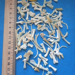 May include: A collection of small, white, and off-white bones on a blue surface. A wooden ruler with markings in inches is visible on the left side of the image.
