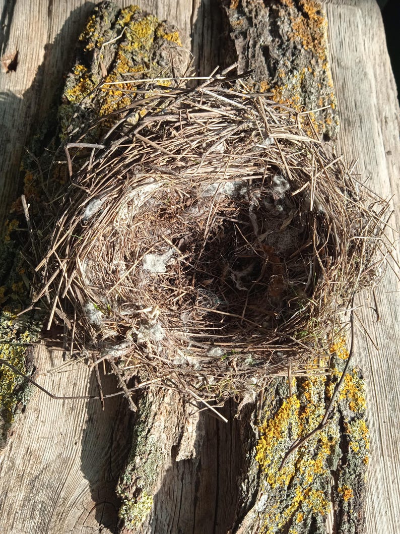 Real Lesser Grey Shrike Nest: Natural Rustic Decor, Terrarium Supply - Etsy