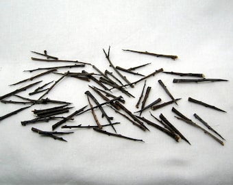 50 Blackthorn Spikes: Dried Thorn Amulet Talisman