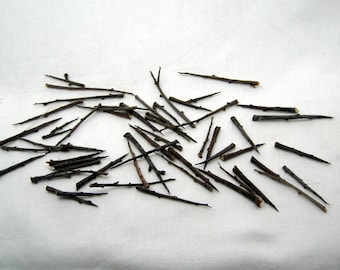 50 thorn spikes, talisman made of thorns,blackthorn, thorn amulet