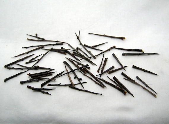 50 Blackthorn Spikes: Dried Thorn Amulet Talisman