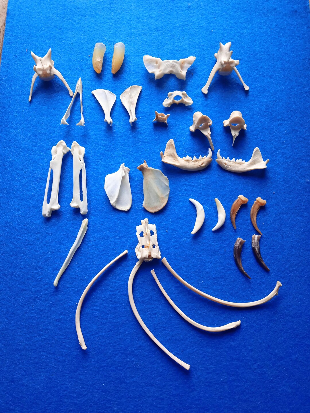 Jewelry Making Bone Set: Badger Claws, Fox Vertebrae & Jaws - Etsy