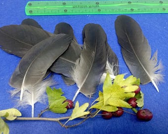 Puede incluir: Una colección de plumas de color gris oscuro y negro dispuestas cerca de una pequeña rama con hojas verdes y bayas rojas. Una regla de plástico verde está colocada en la parte superior, mostrando medidas en cm.