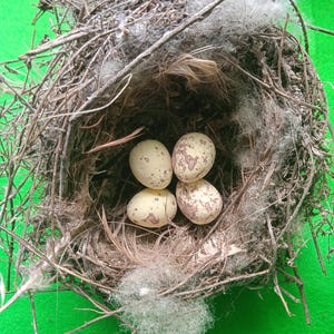 Beautiful small nest, Real birds nest, songbird's nest