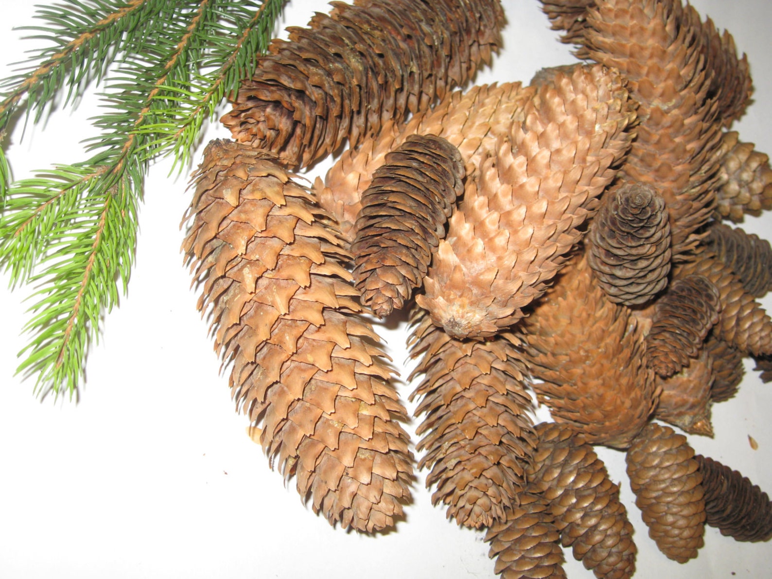 Fir cones spruce grand cone pine wreath fircones real Etsy