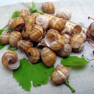 May include: A close-up of a pile of brown snail shells on a white linen fabric with green leaves and a wooden ruler with numbers 2, 3, 4, 5, 6, 7, 8, 9, 10, 11, 12, 13, 14, 15, 16, 17, 18, 19, 20.