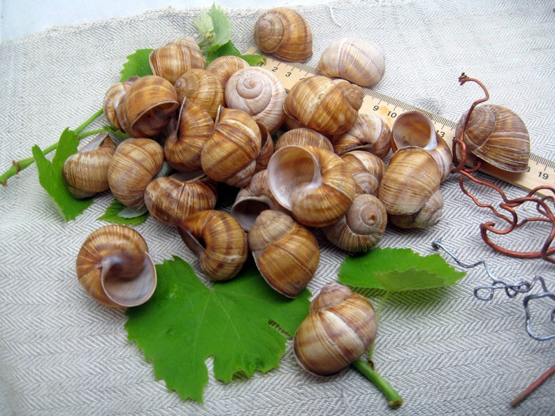 May include: A close-up of a pile of brown snail shells on a white linen fabric with green leaves and a wooden ruler with numbers 2, 3, 4, 5, 6, 7, 8, 9, 10, 11, 12, 13, 14, 15, 16, 17, 18, 19, 20.