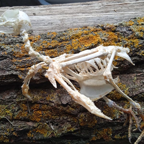 Domestic Pigeon Skeleton, Oddities and Curiosities Collection