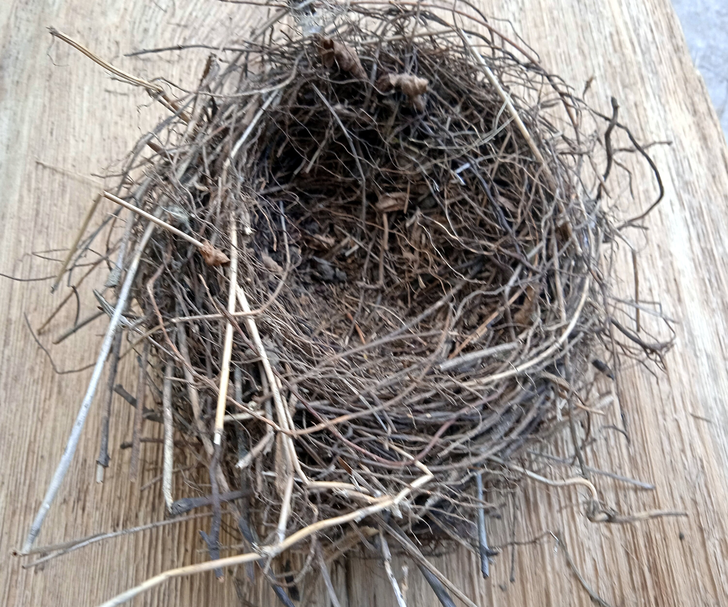 Real Blackbirds nest Natural décor crafts supply terrarium | Etsy