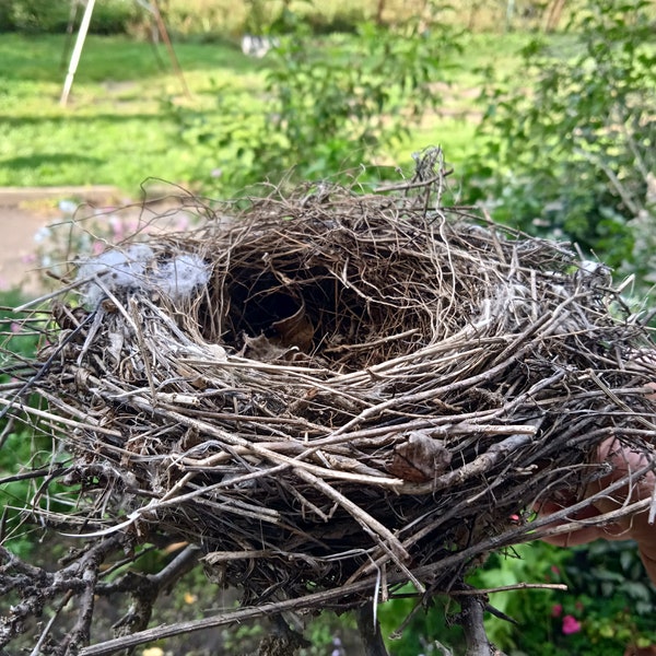 Real Birds Nest Etsy