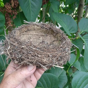Real Blackbirds nest Natural décor crafts supply terrarium garden ornithologist’s collection curiosity rustic cabinet