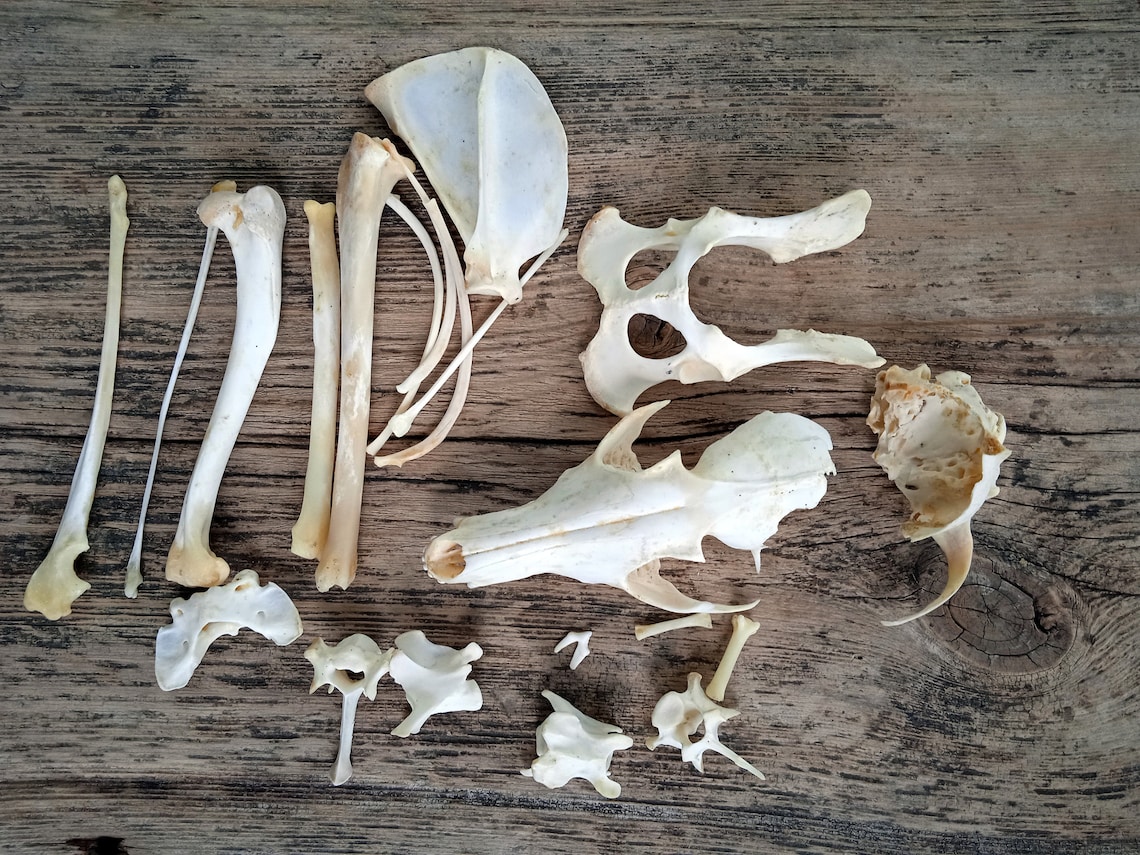 Complete set of natural Fox bones real Fox skeleton _ set of | Etsy