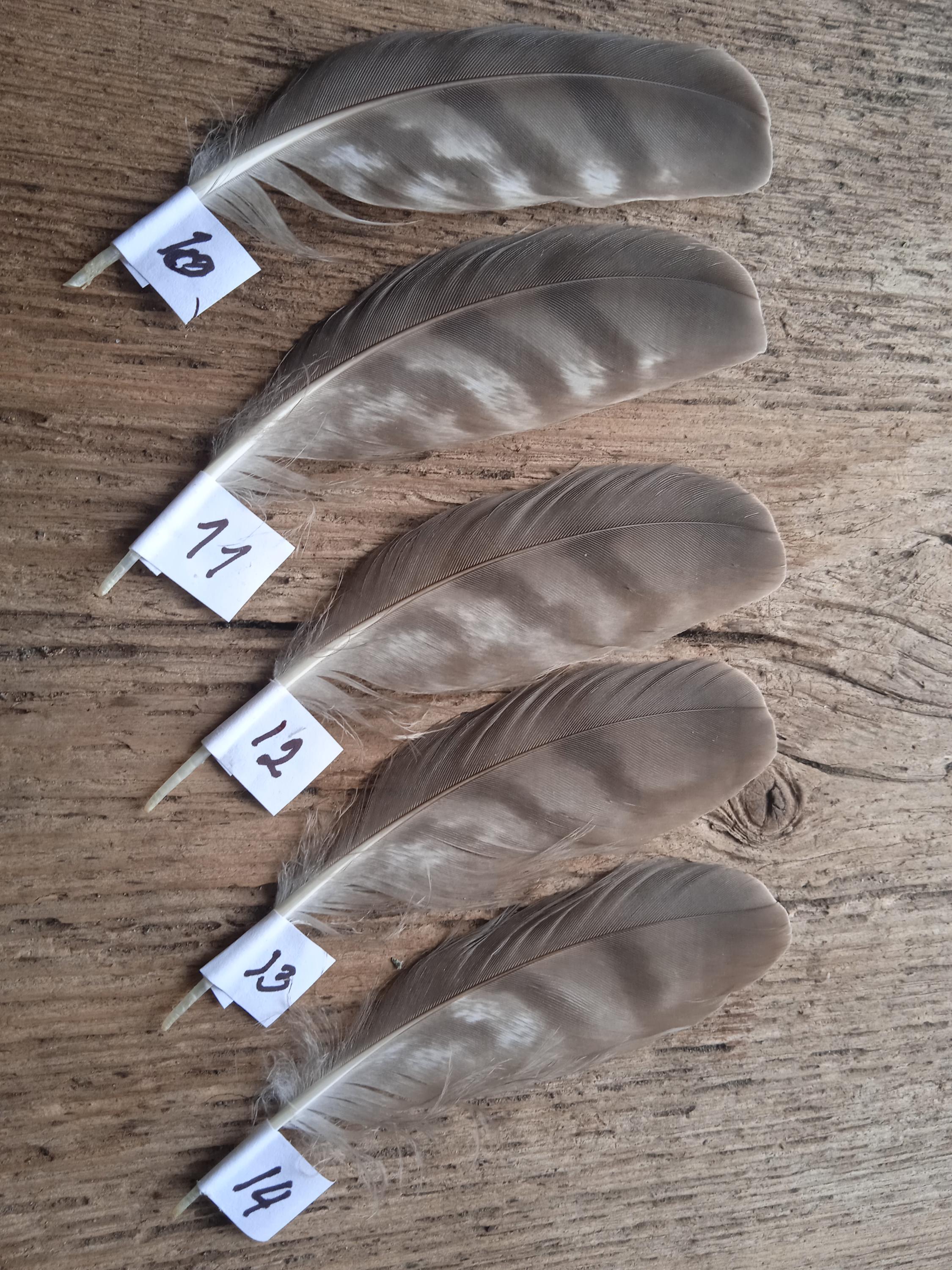 Sparrowhawk Wind Feathers: Ethically Sourced Molted Feather,handmade ...