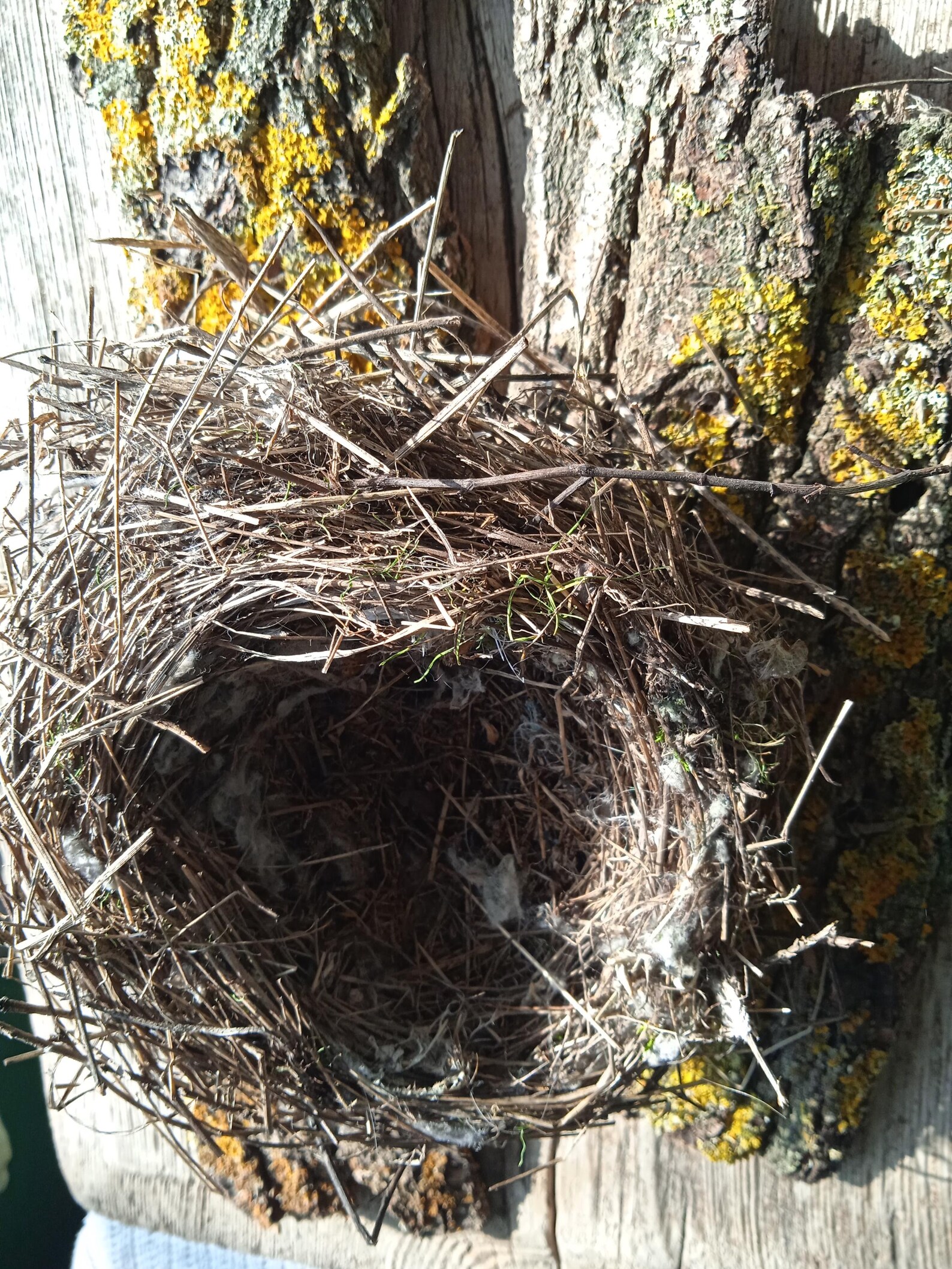 Real Lesser Grey Shrike Nest: Natural Rustic Decor, Terrarium Supply - Etsy
