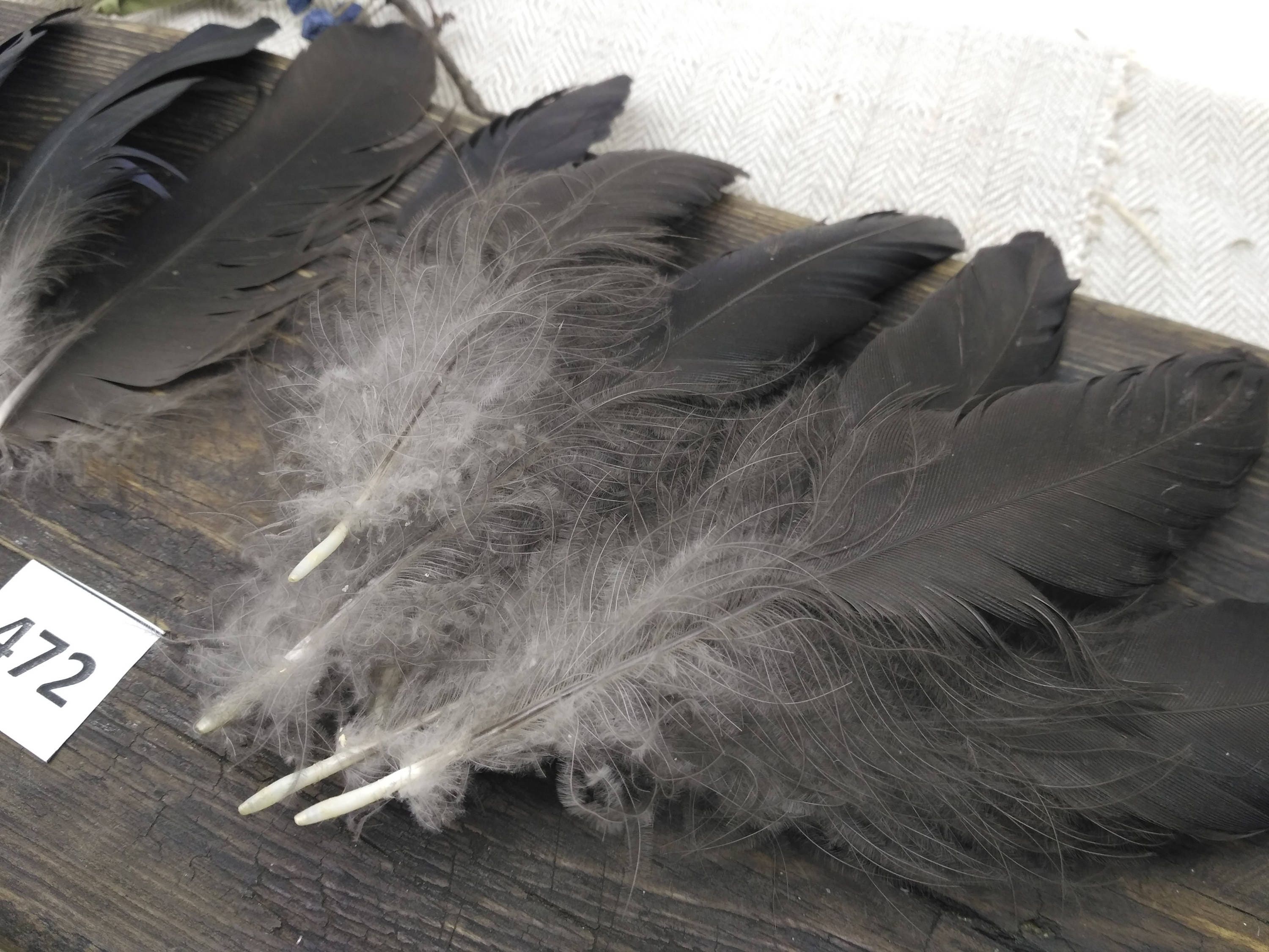 Real feathers for a hat natural black raven gothic taxidermy Etsy