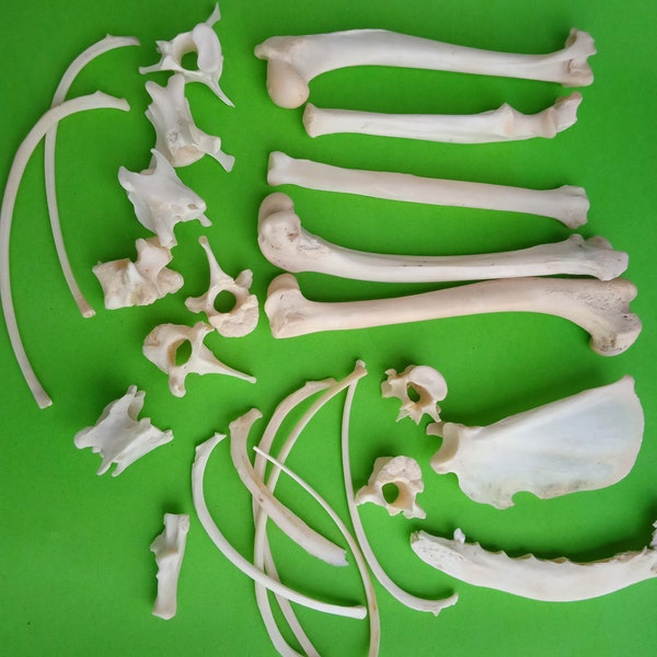 Collection of Real  Fox bones with Curiosity gift weird taxidermy hunting trophy hunting style _ SET of 25 psc