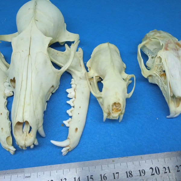 Three real skulls with defects, fox skull, mink skull, European gray hare skull