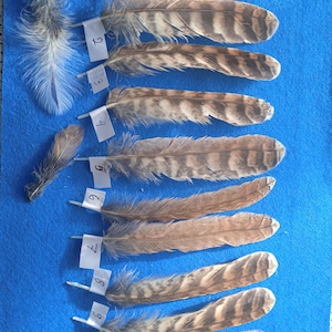 Può includere: Una collezione di dieci piume di uccello, ognuna con un motivo unico di strisce marroni e beige. Le piume sono disposte su una superficie blu, con piccole etichette bianche attaccate, numerate da 1 a 9.