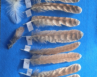 Pluma de cola de búho leonado, muda natural, pluma de abanico de 7-8 pulgadas.