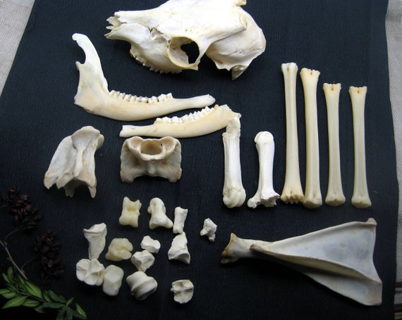 Goat skull taxidermy supply real bones goat genuine pagan | Etsy