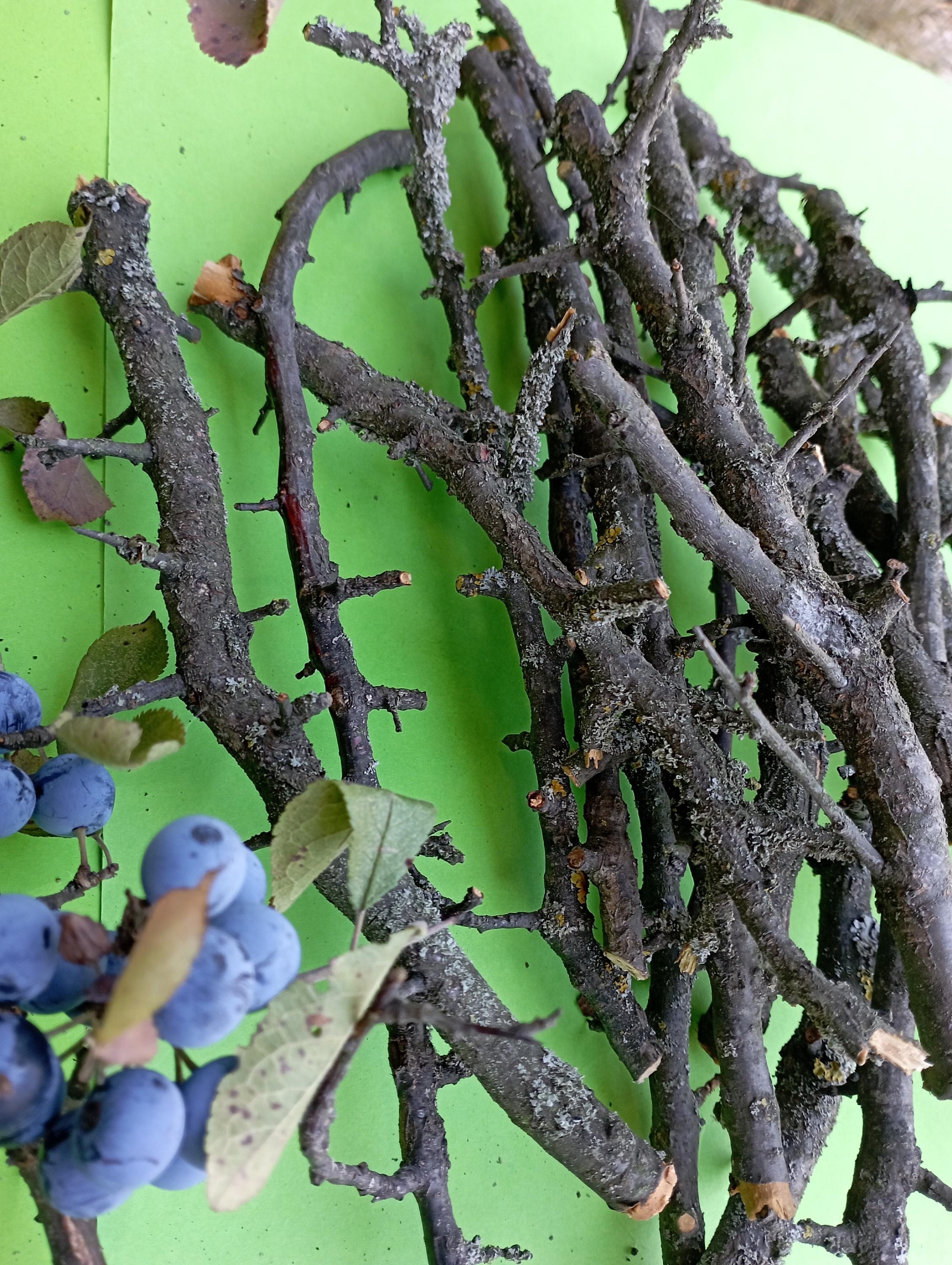 Blackthorn Branches With Lichens: Magical Wood Craft Supply - Etsy